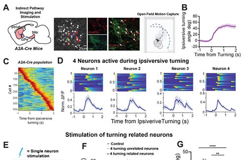 Perform selective photogenetic stimulation on neurons in indirect pathways that control steering, an